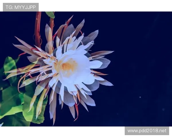 帕尔默当前高光表现能否持续 是否为昙花一现? 帕尔默当前高光表现能否持续 是否为昙花一现?