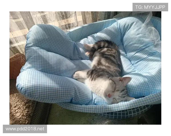 谌龙训练完直接躺地上跟家里猫似的，这差距也太大了吧…